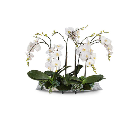 Orchid Arrangements