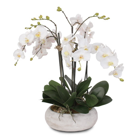 Two Tone White Orchid in Wash Stone Round Pot #F-102