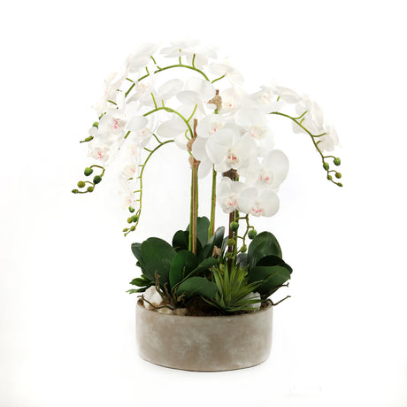 Elegant Real Touch Orchid and Succulent Arrangement in a Stone Wash Modern Cylinder Round Pot#F-149