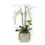 Real Touch White Orchids & Succulents in Square Cement Pot #F-170