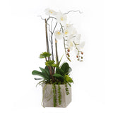Real Touch White Orchids & Succulents in Square Cement Pot #F-170