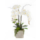 Real Touch White Orchids & Succulents in Square Cement Pot #F-170