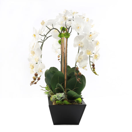 Cream White Real Touch Phalaenopsis Orchids in Modern Black Pot #F-188