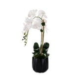 Real Touch Phalaenopsis Orchids in Black Dimensional Pot#F-199