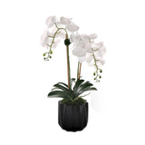 Real Touch Phalaenopsis Orchids in Black Dimensional Pot#F-199