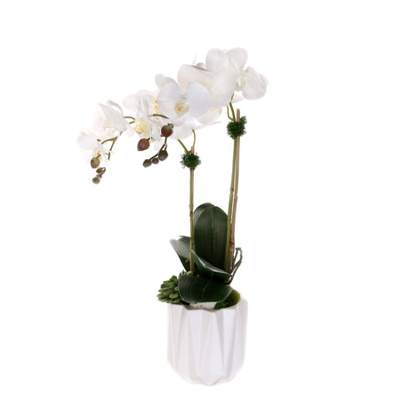 Real Touch Phalaenopsis Orchids with Succulent in White Dimensional Pot#F-200