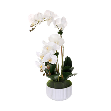 Real Touch Phalaenopsis Orchids in White Ribbed Pot#F-201