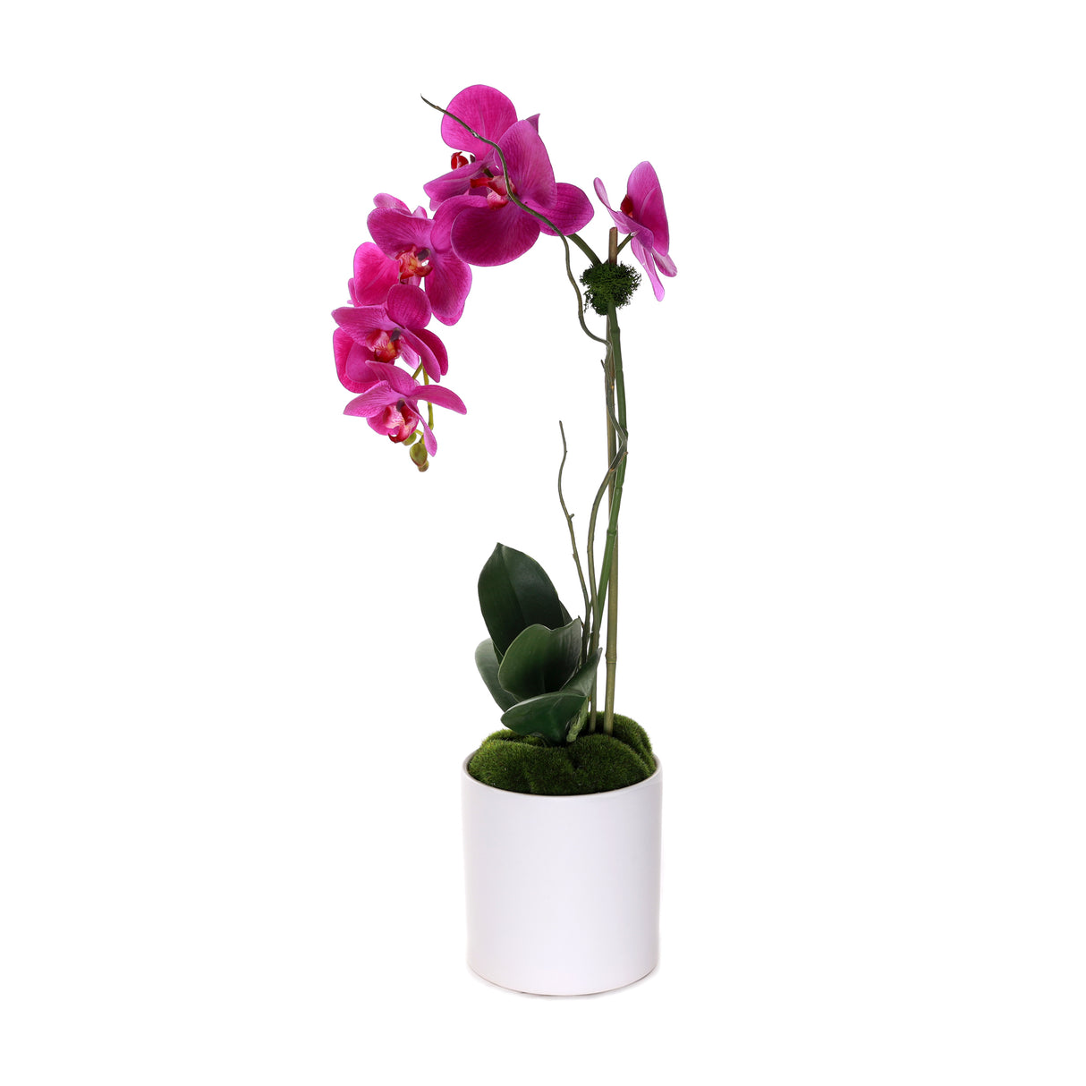 Purple Phalaenopsis Orchid in White Cylinder Pot #F-207