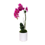 Purple Phalaenopsis Orchid in White Cylinder Pot #F-207