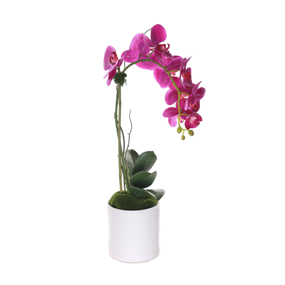 Purple Phalaenopsis Orchid in White Cylinder Pot #F-207