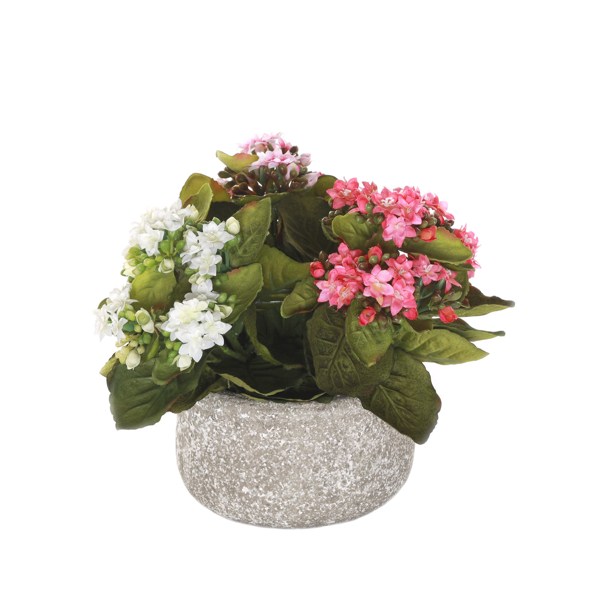 Kalanchoe Flower Bushes Pink, Rose, White in Stone Round Pot #F-213