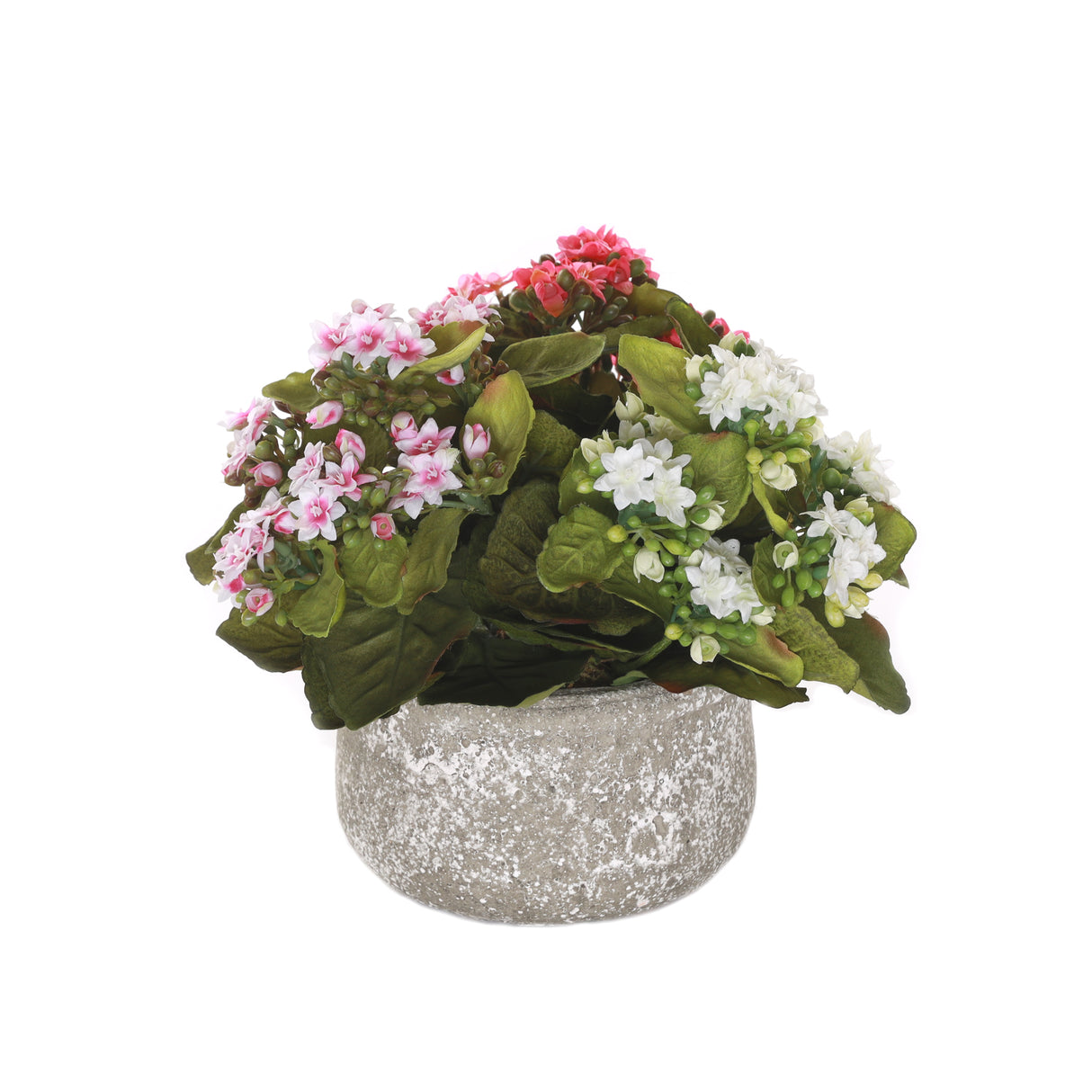 Kalanchoe Flower Bushes Pink, Rose, White in Stone Round Pot #F-213