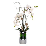 White  Phalaenopsis Orchid Flower Arrangement in Round Silver Cylinder Glass Vase #F-227