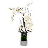 White  Phalaenopsis Orchid Flower Arrangement in Round Silver Cylinder Glass Vase #F-227