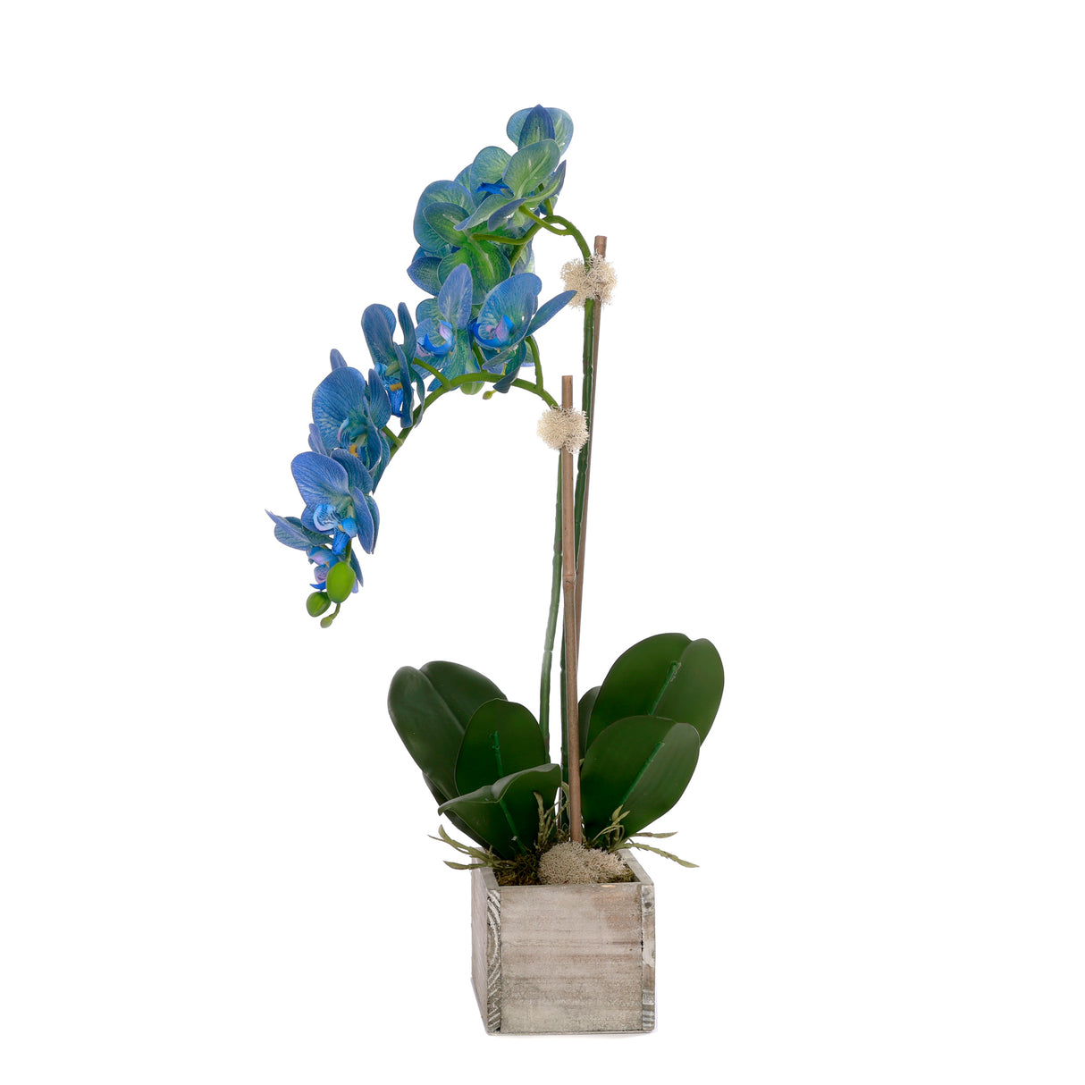 Blue Phalaenopsis Orchid Flower Arrangement in White Wash Wood Pot #F-228