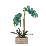 Blue Phalaenopsis Orchid Flower Arrangement in White Wash Wood Pot #F-228