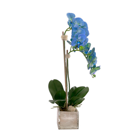 Blue Phalaenopsis Orchid Flower Arrangement in White Wash Wood Pot #F-228