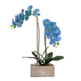 Blue Phalaenopsis Orchid Flower Arrangement in White Wash Wood Pot #F-228