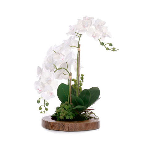 Real Touch Orchid with Succulent/Moss Arrangement in Mirror Teak Wood Bowl #F-234