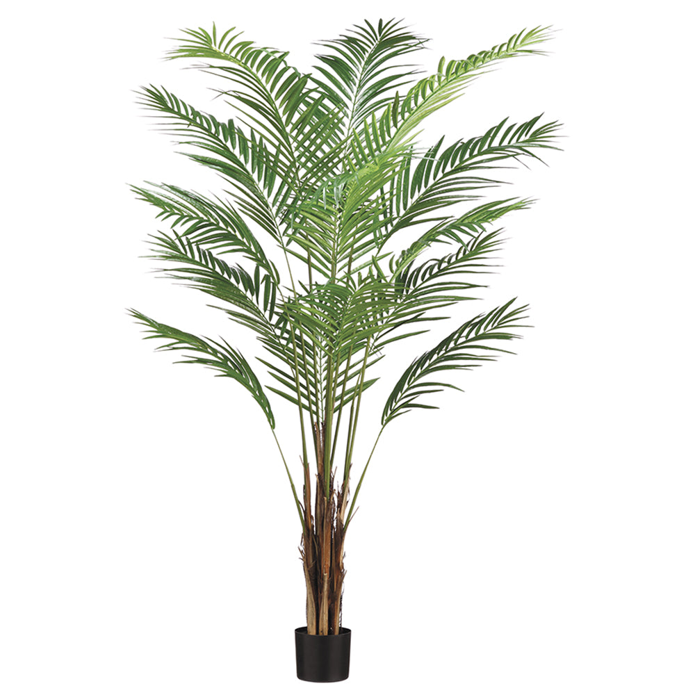 6' Areca Palm Tree x15 With 567 Leaves in Pot Green #LTP126-GR