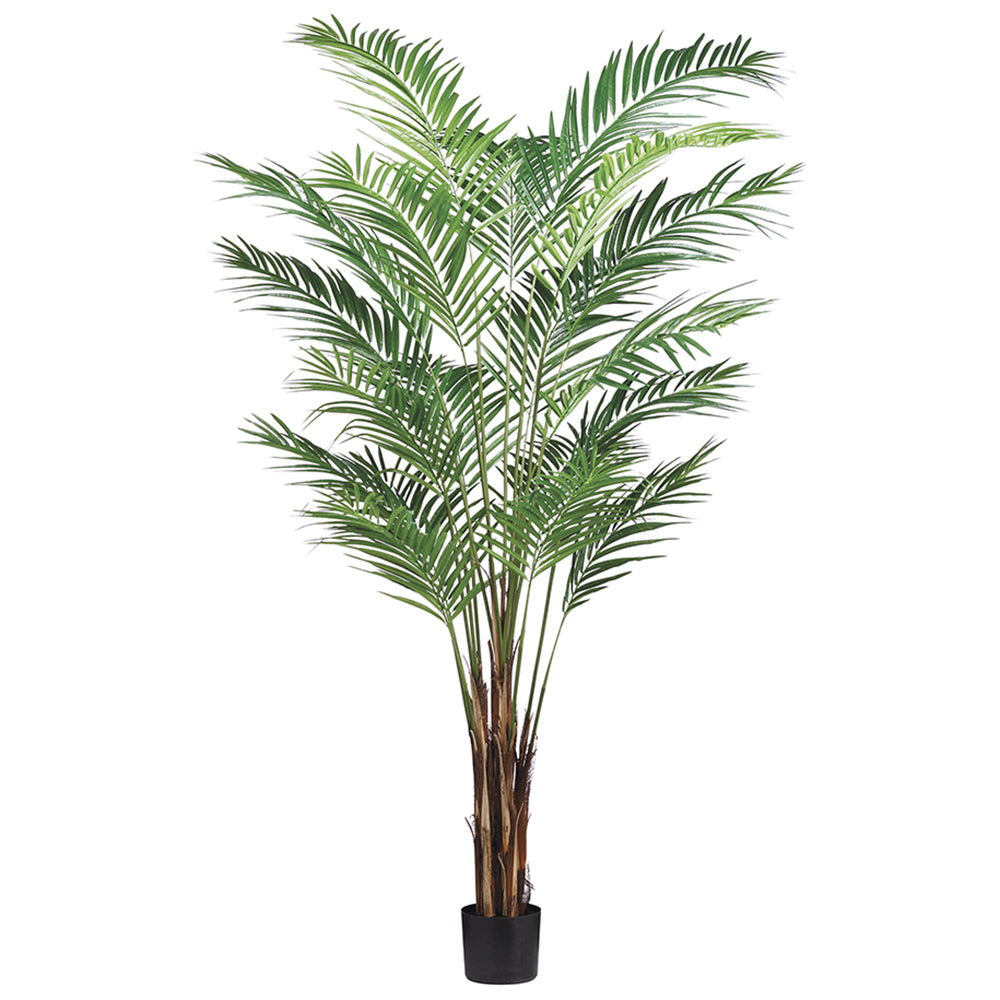 7' Areca Palm Tree x19 with 739 Leaves in Pot Green #LTP127-GR