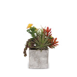 Tropical Colorful Succulents Arrangement In Cement Square Pot #S-38