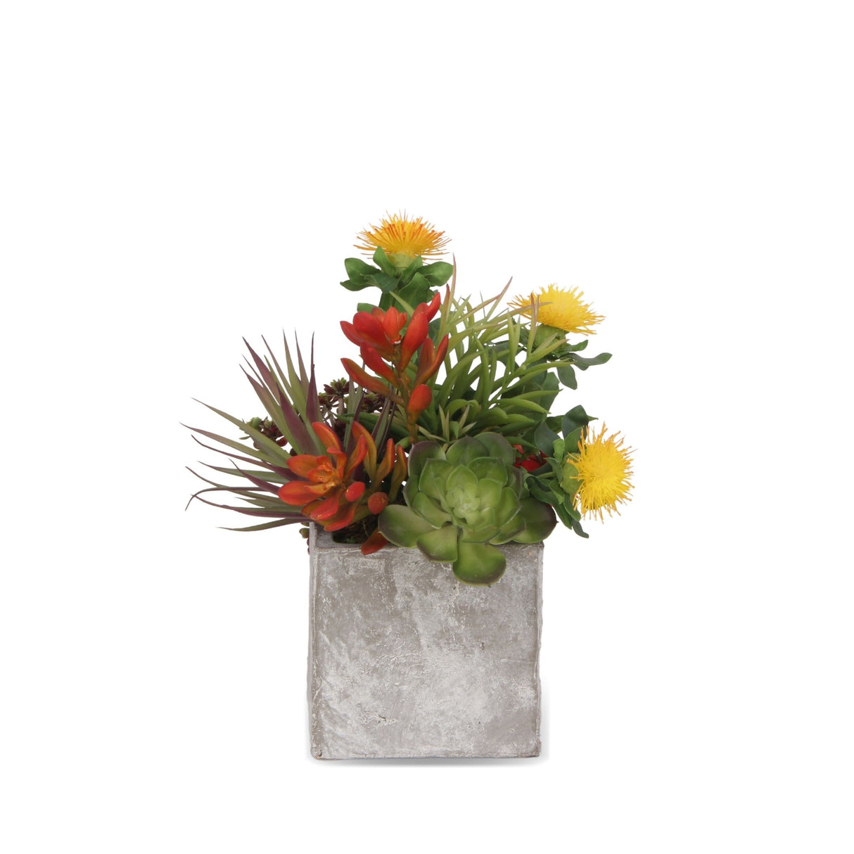 Tropical Colorful Succulents Arrangement In Cement Square Pot #S-38