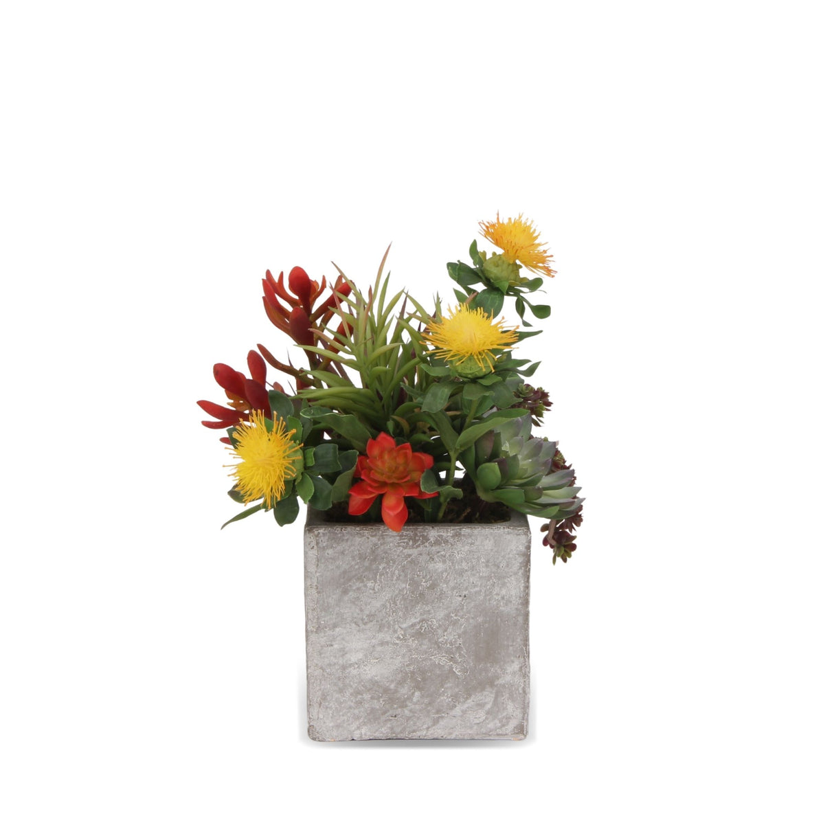 Tropical Colorful Succulents Arrangement In Cement Square Pot #S-38
