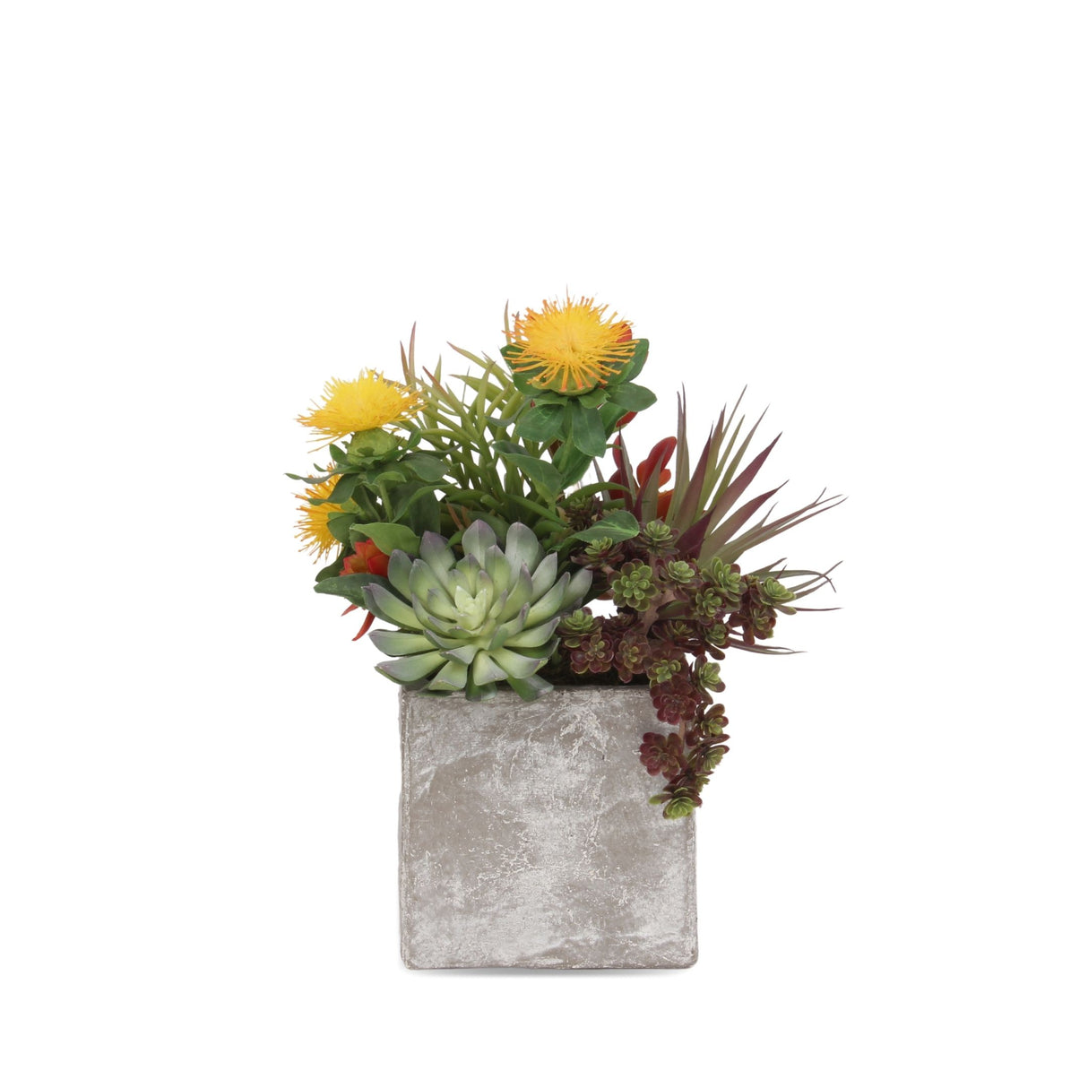 Tropical Colorful Succulents Arrangement In Cement Square Pot #S-38