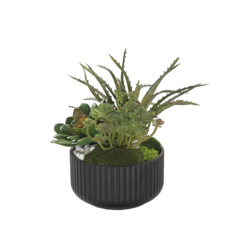 Succulent Arrangement with White Rocks Moss in Black Pot #S-56