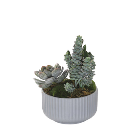 Succulents Arrangement with Moss in Gray Pot #S-57