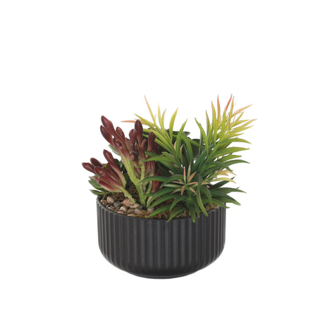 Succulents Arrangement with rocks in Black Pot #S-58