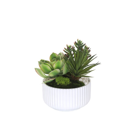 Succulents Arrangement with White Rocks in White Pot #S-59