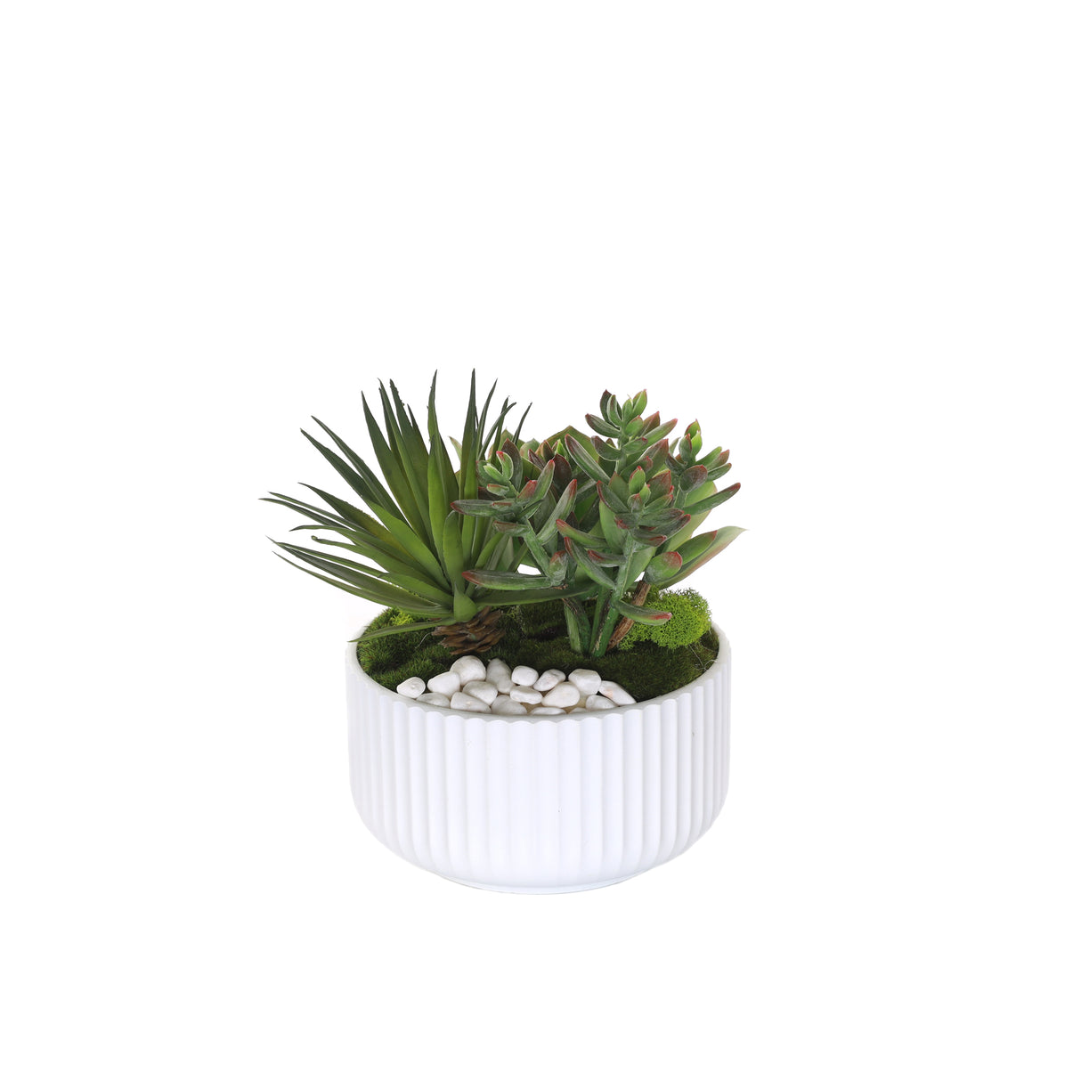 Succulents Arrangement with White Rocks in White Pot #S-59