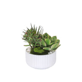 Succulents Arrangement with White Rocks in White Pot #S-59