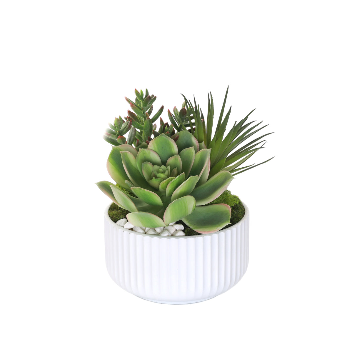 Succulents Arrangement with White Rocks in White Pot #S-59