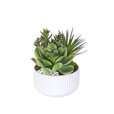 Succulents Arrangement with White Rocks in White Pot #S-59