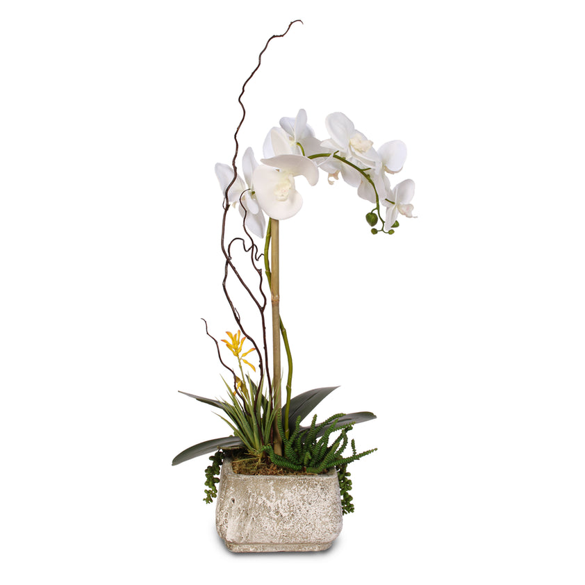 Real Touch Phalaenopsis Silk Orchid with Succulents in a Cement Pot #2 ...