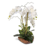 Real Touch Phalaenopsis Silk Orchid with Curly Willow in Natural Teak Wood Bowl #40C