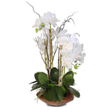 Real Touch Phalaenopsis Silk Orchid with Curly Willow in Natural Teak Wood Bowl #43