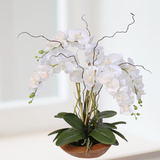 Real Touch Phalaenopsis Silk Orchid with Curly Willow in Natural Teak Wood Bowl #43