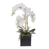 Real Touch Triple-Stem Phalaenopsis Silk Orchid in a Ceramic Container #6