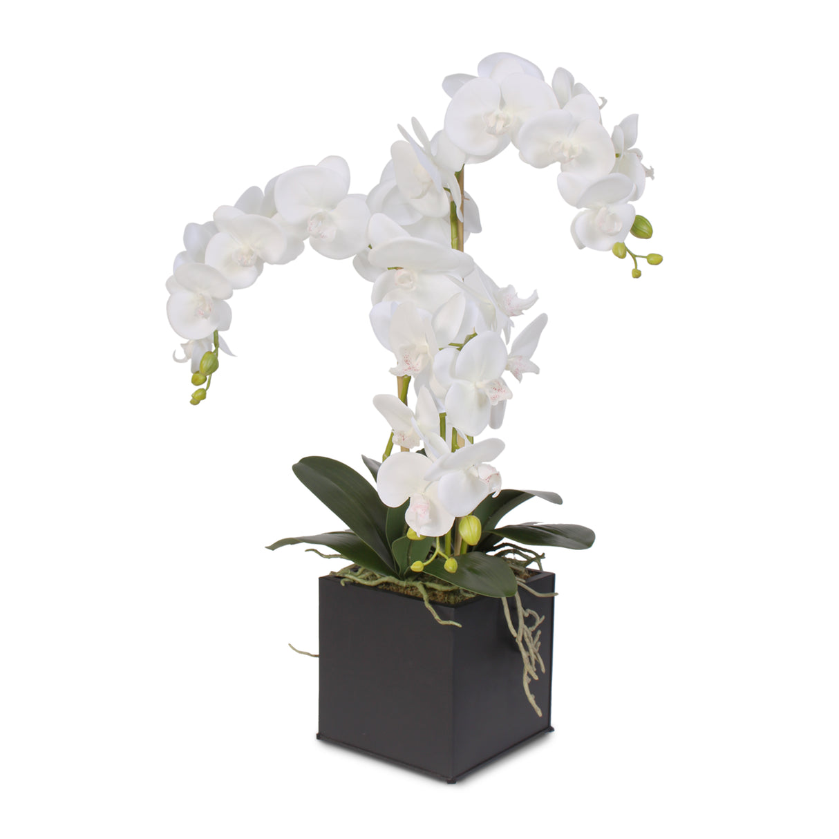 Real Touch Triple-Stem Phalaenopsis Silk Orchid in a Ceramic Container #6