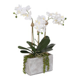 Real Touch Orchids with Succulent in Stone Wash Pot Arrangement #F-100