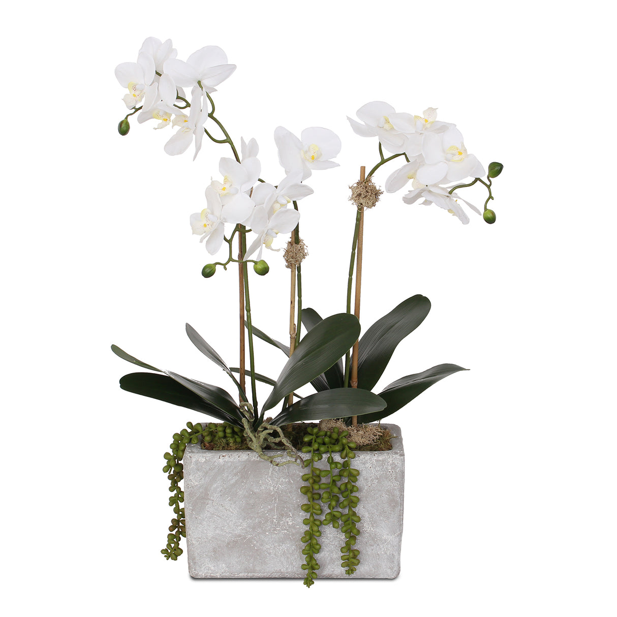 Real Touch Orchids with Succulent in Stone Wash Pot Arrangement #F-100