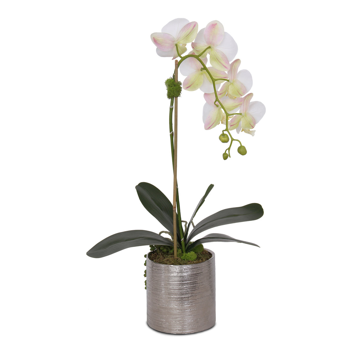 Jenny Silks Real Touch White Phalaenopsis Orchid with Succulent Flower Arrangement in Round Cylinder Silver Etched Ceramic Pot #F-122