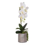 Jenny Silks Real Touch White Phalaenopsis Orchid with Succulent Flower Arrangement in Round Cylinder Silver Etched Ceramic Pot #F-122