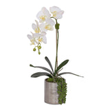 Jenny Silks Real Touch White Phalaenopsis Orchid with Succulent Flower Arrangement in Round Cylinder Silver Etched Ceramic Pot #F-122