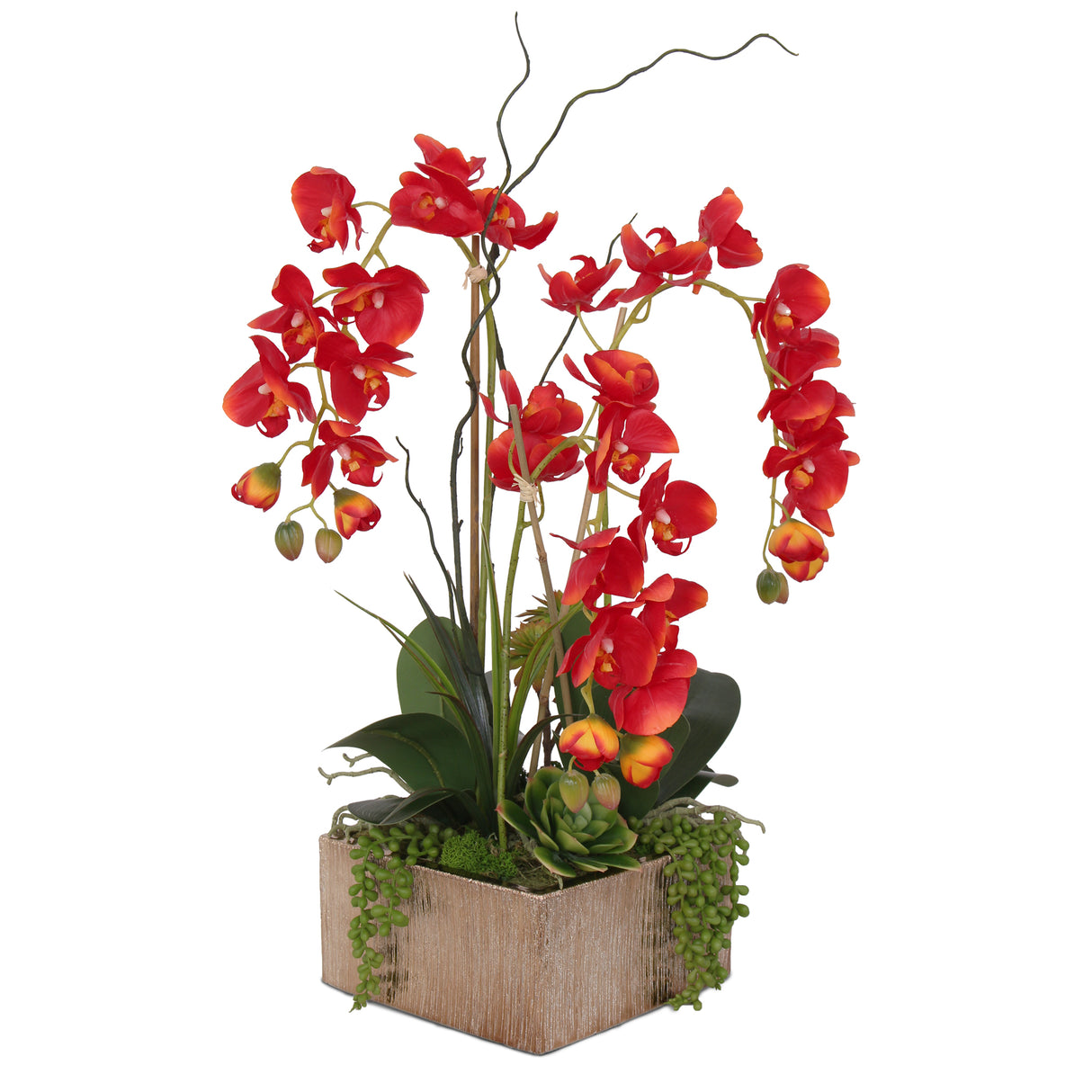 Real Touch Red Phalaenopsis Orchids, Succulents and Curly Willow Flower Arrangement#F-141