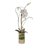 Jenny Silks Cream White Phalaenopsis Orchid Arrangement in Round Gold Cylinder Glass Vase #F-147